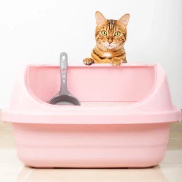 Litter & Hygiene