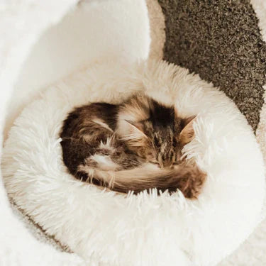 Cat Beds & Comfort