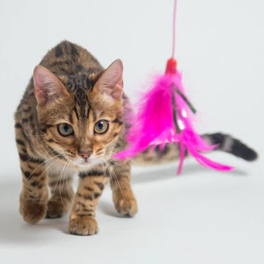Cat Toys