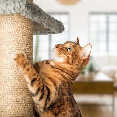 Scratch & Play