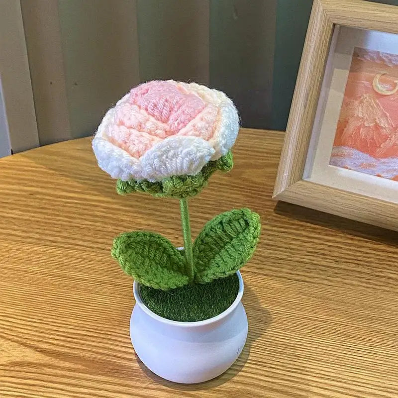 Bloom Pot – Rose Rosa & Creme
